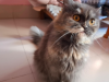 Persian Cat (Female)